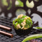 The Baklava Box Kiwi And Cashew Ladoo